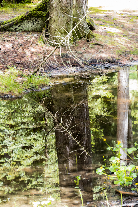 Spiegelung im Wald
