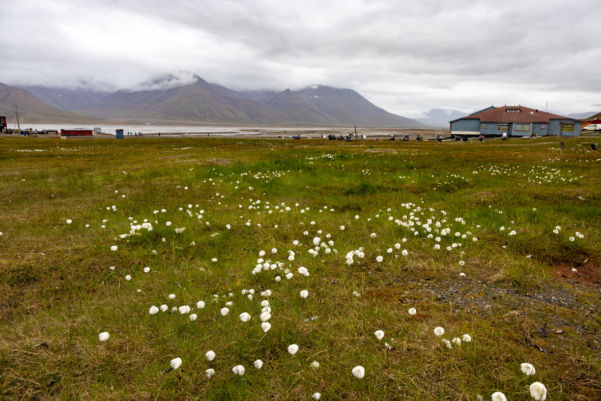 Wollgras in Longyearbyen