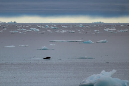 Eisscholle mit Robben